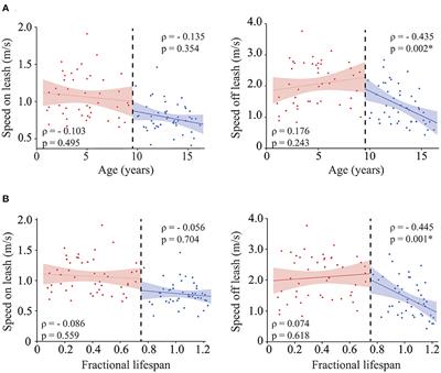 Winning the race with aging: age-related changes in gait speed and its association with cognitive performance in dogs